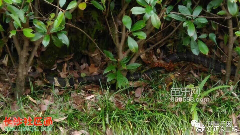 Y雅黑